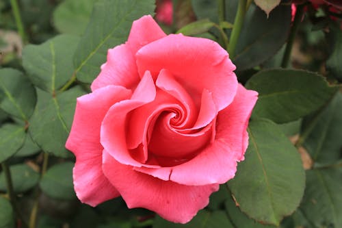 Pink Rose in Close Up Photography