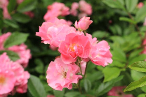 Beautiful Pink Flowers in the Garden