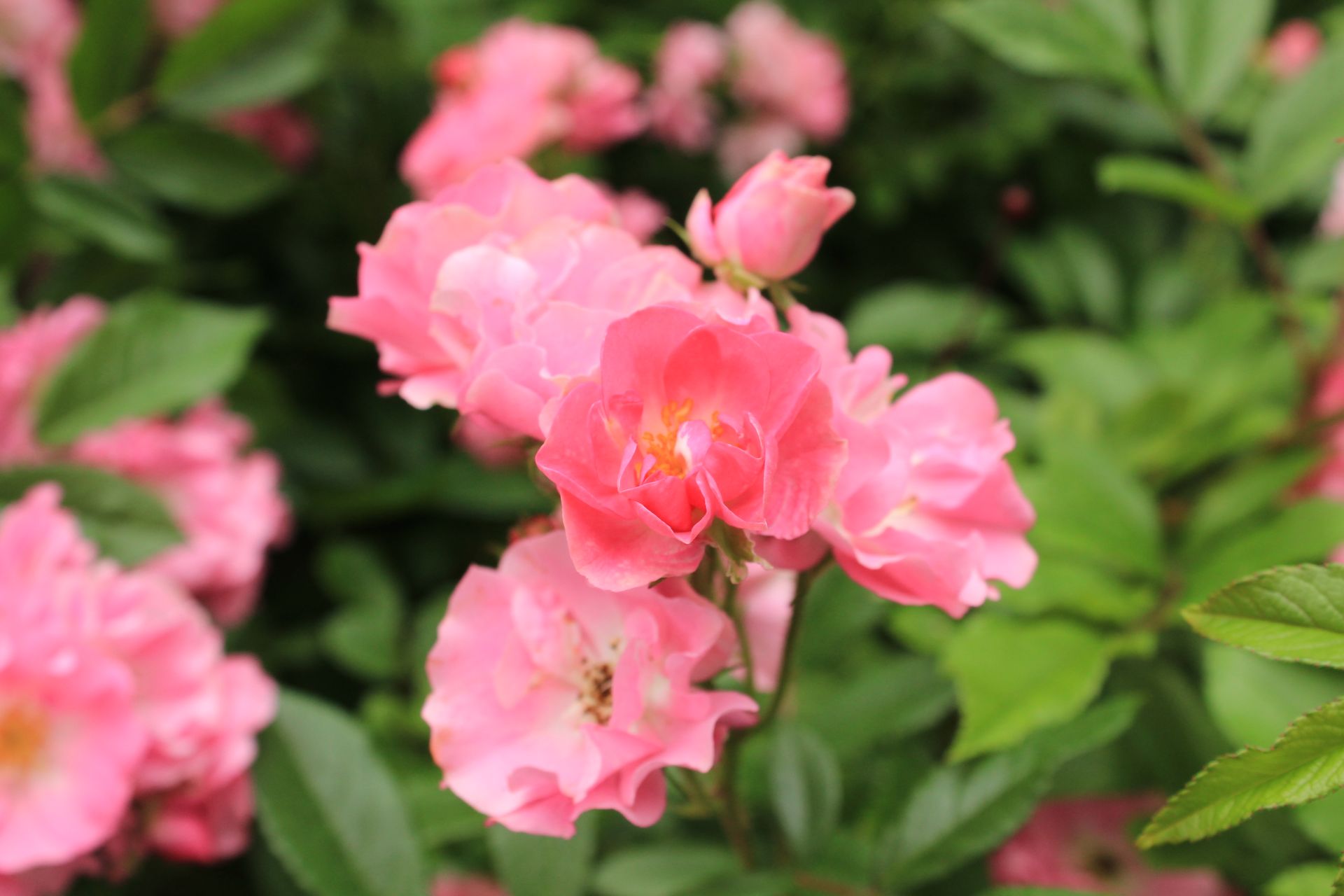 Vibrant pink roses in full bloom with lush green leaves in a garden setting.
