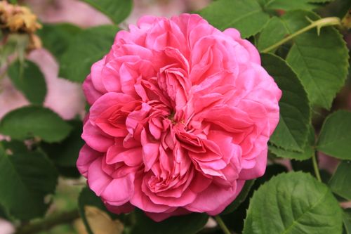 Free A detailed close-up shot of a vibrant pink garden rose blooming amidst lush green leaves. Stock Photo