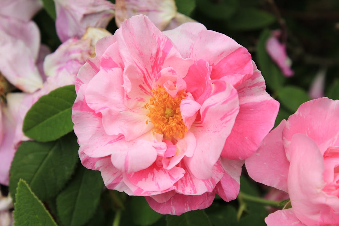 Light Pink Flower in Close Up Photography