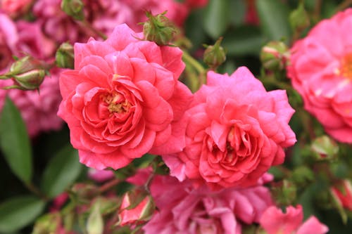 Close-up Photo of Pink Flowers