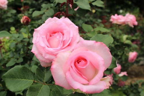 Pink Roses in Close Up Photography