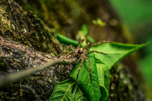 Brown Spider on Green Leaf