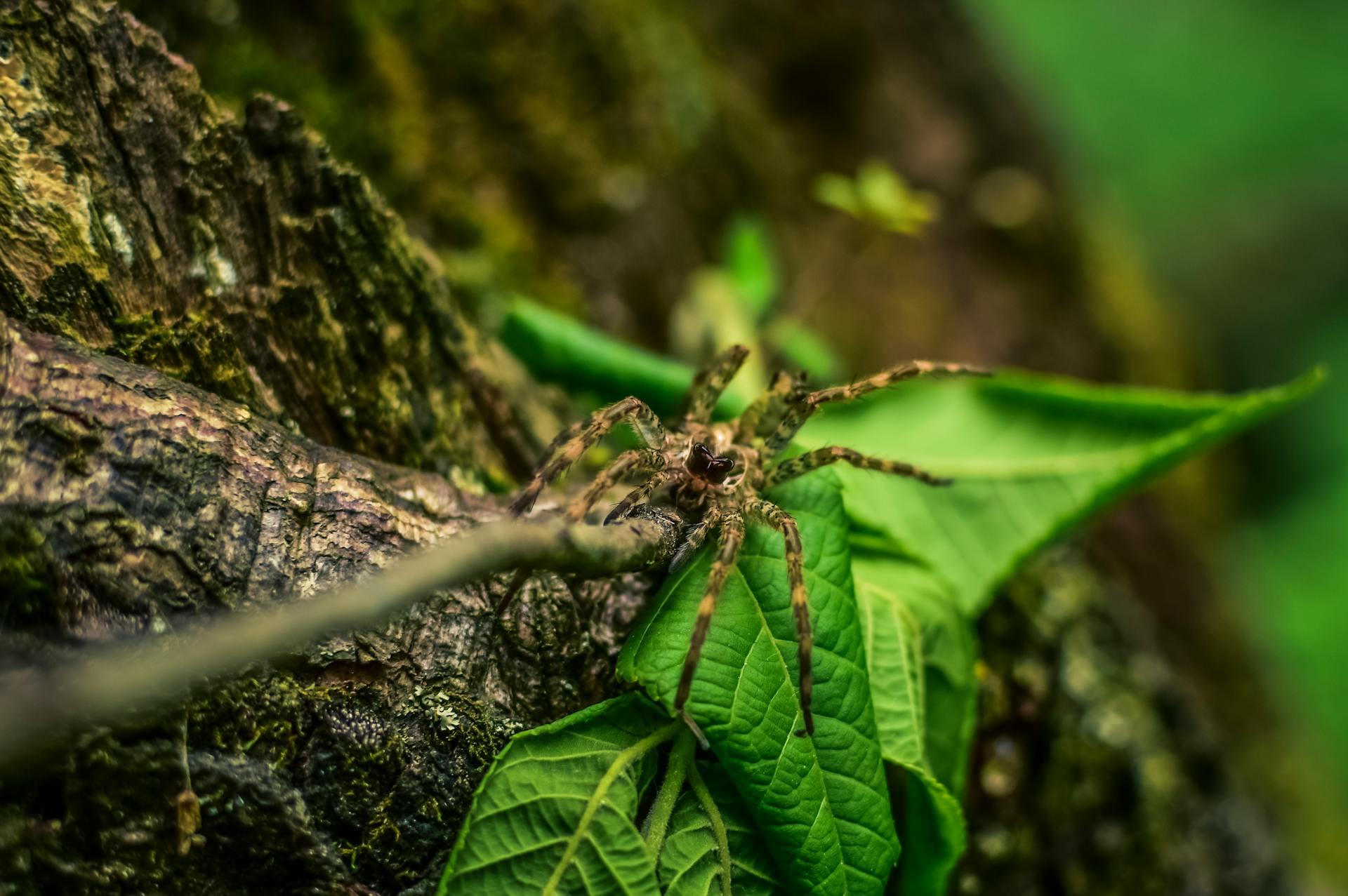 Detailed image of a wolf spider on a green leaf, highlighting texture and depth.
