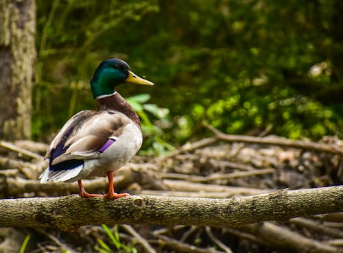 A Mallard on a Tree Branch