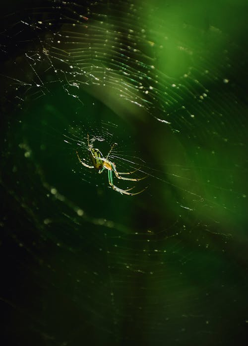 Gratuit Photos gratuites de arachnide, araignée, brouiller Photos