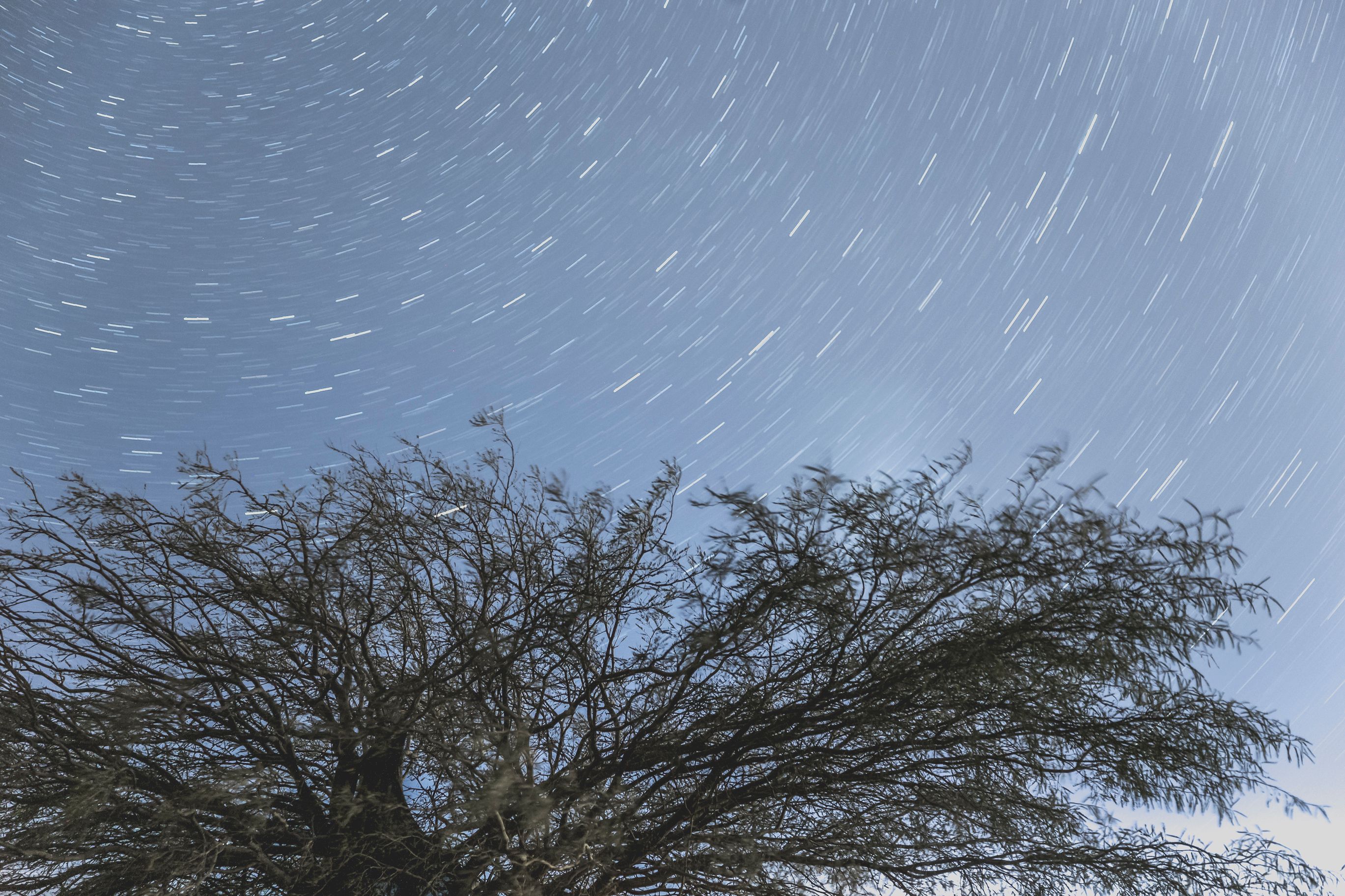 Green Grass and Tree Under the Starry Sky · Free Stock Photo