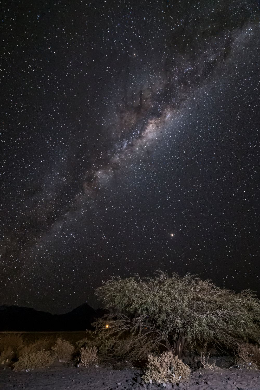 Vía Láctea sobre el desierto de Atacama con silueta de árbol