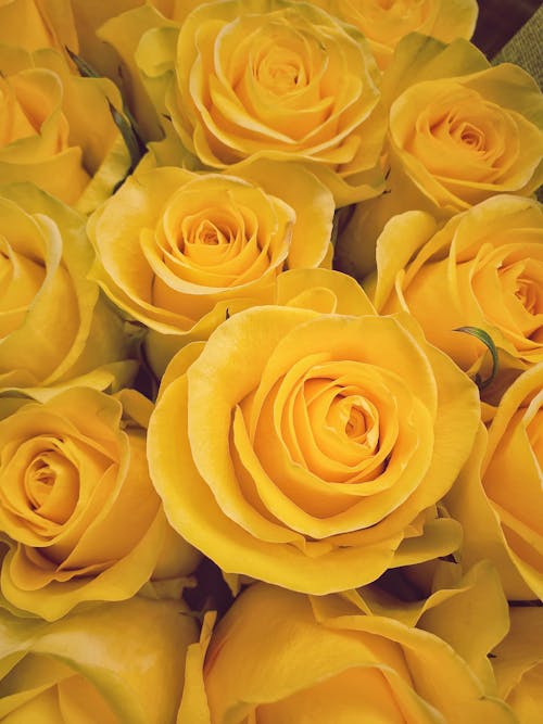 Beautiful Yellow Rose Flowers in Close-up Photography