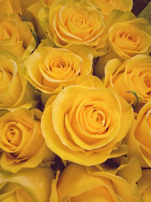 Free Stunning close-up of vibrant yellow roses, capturing nature's beauty. Stock Photo