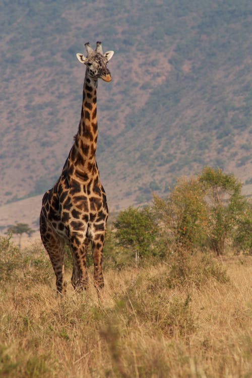 Free Giraffe Standing on Brown Grass Field of a Safari Stock Photo