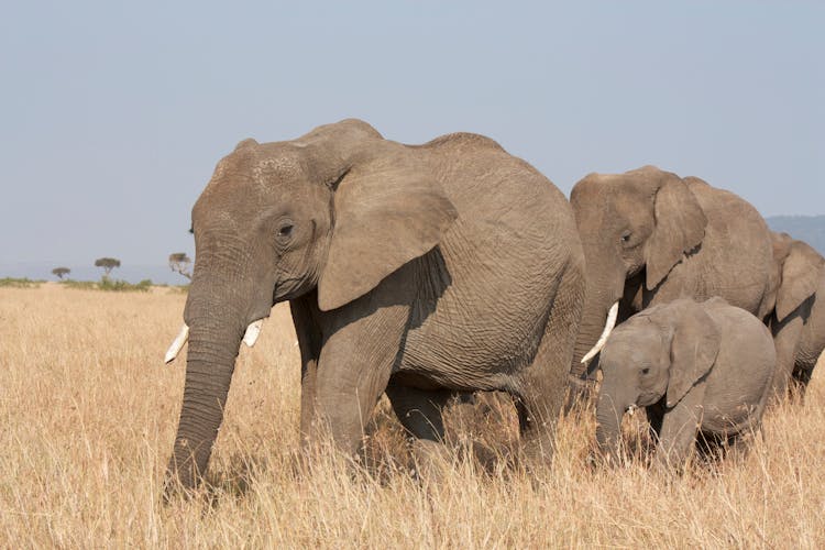 A Elephants Walking On The Grass