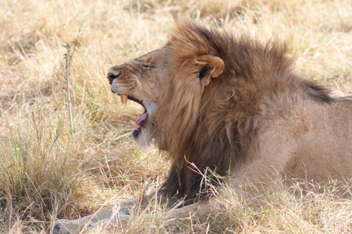 Free A majestic lion yawning amidst the dry grass of the African savannah. Stock Photo