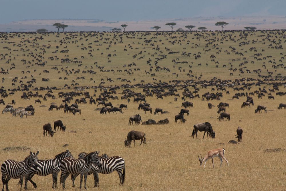 Tarangire & Serengeti 