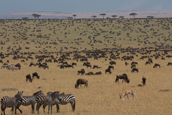 Wildebeest and zebra herd on the move