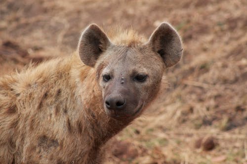 Close Up Shot of a Hyena