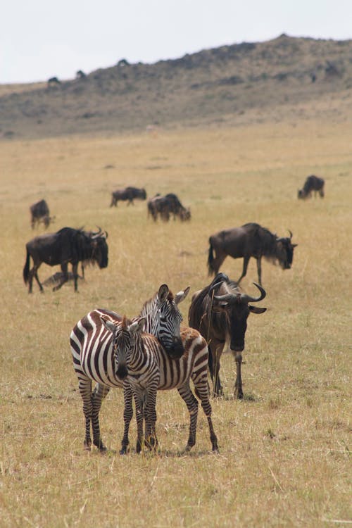 Animals on Grassland