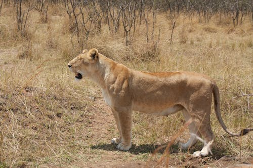 A Lion Standing on Brown Field