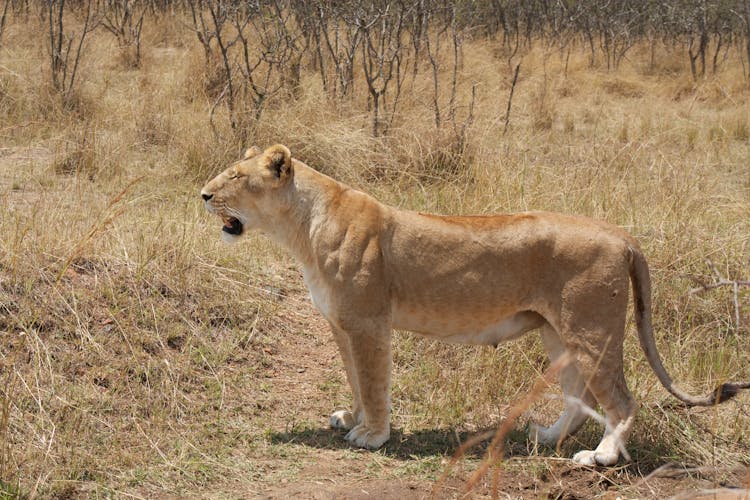 A Lion Standing On Brown Field