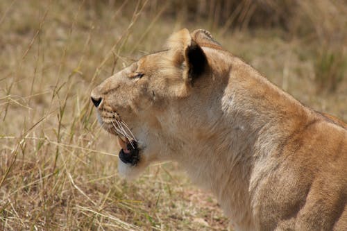 Close-up Shot of a Lion on a Brown Field