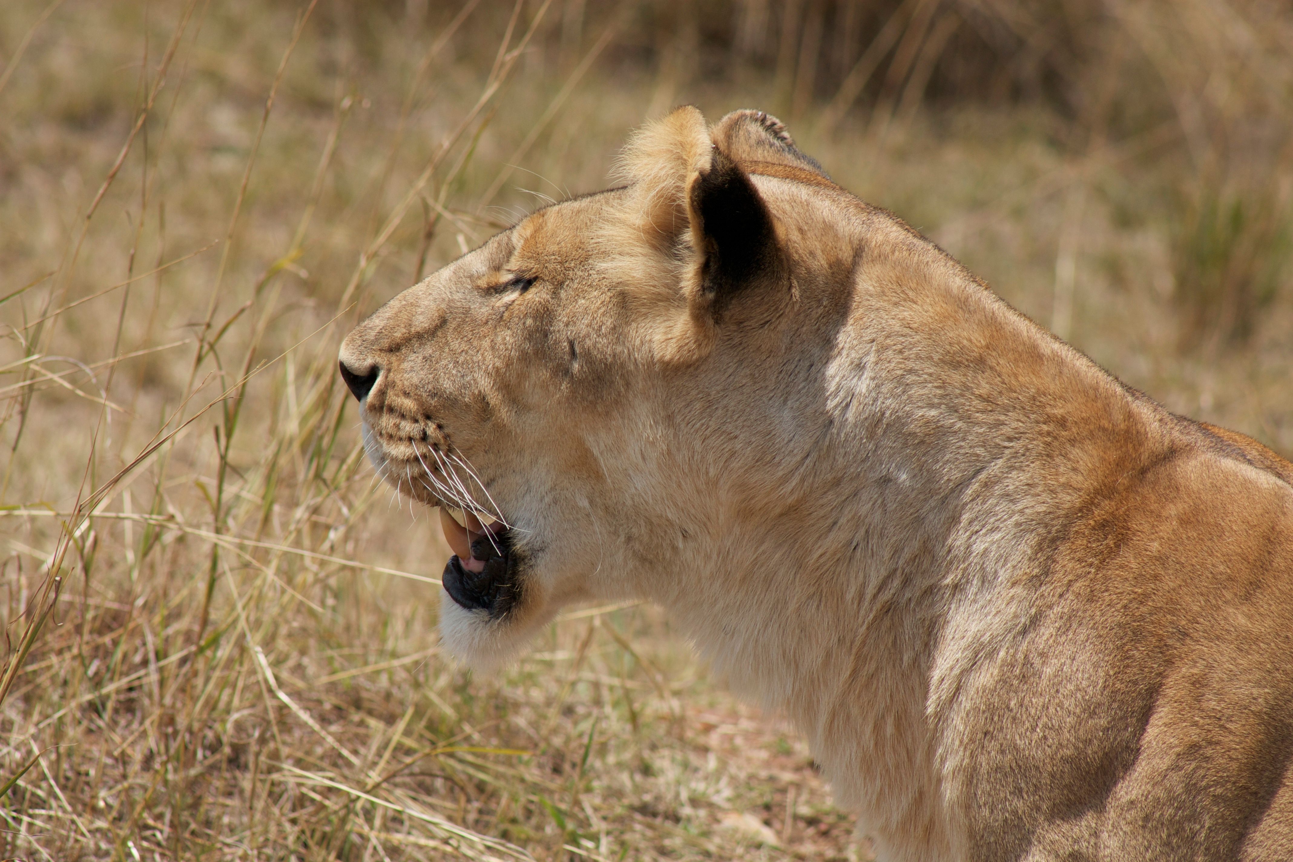 Standing Lion Photos, Download The BEST Free Standing Lion Stock Photos ...