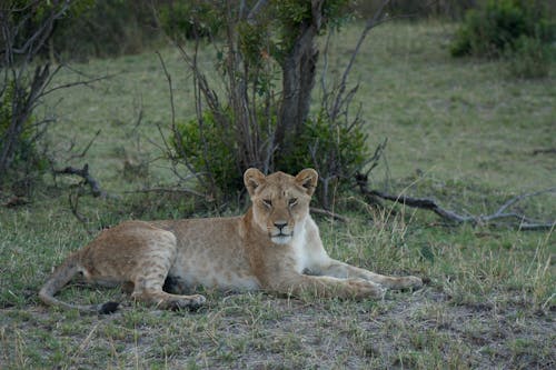 Free Lion Lying on a Grassland Stock Photo