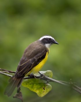bird photo