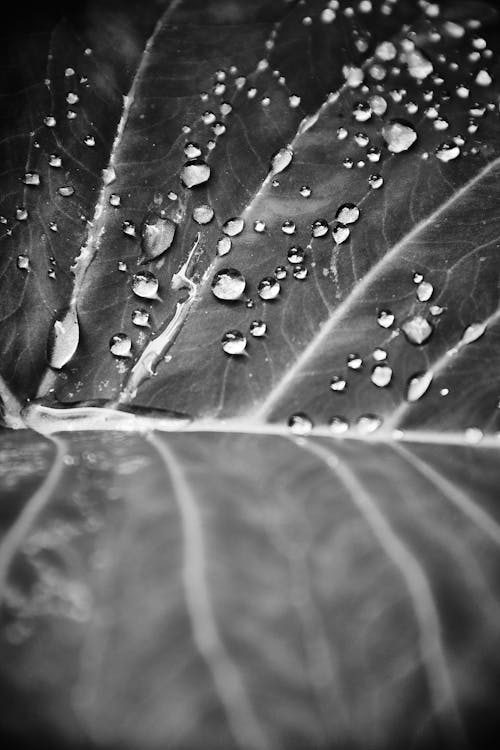 Monochrome Shot of Green Leaf with Droplets of Water