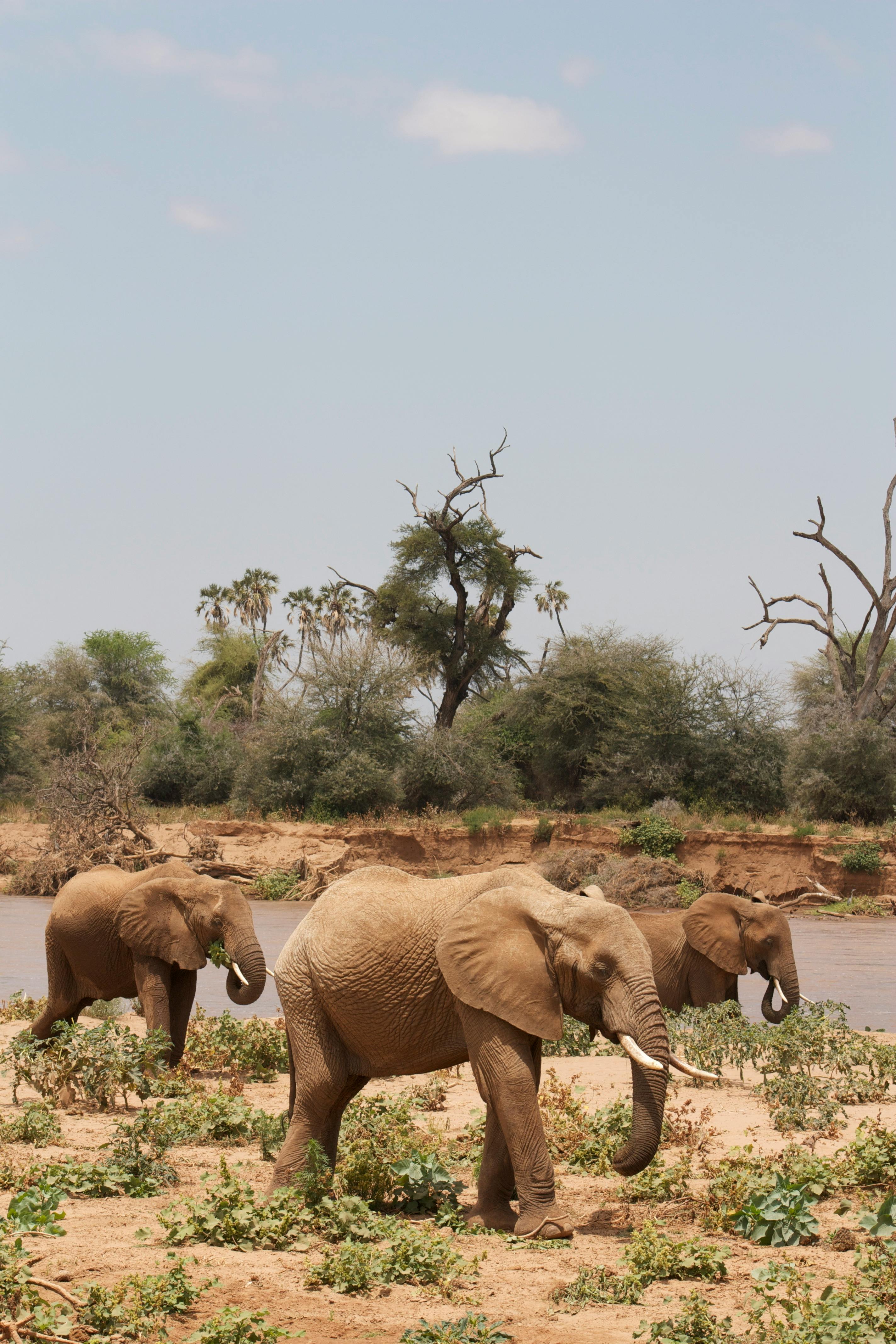 three elephants walking along the river