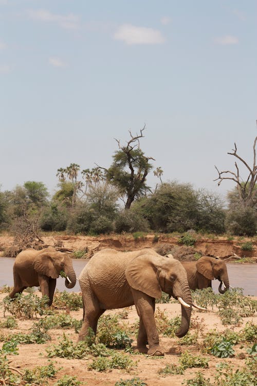 Three Elephants Walking Along the River