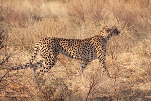 Free A cheetah walks through dry grass in a savanna. Wildlife photography capturing elegance in nature. Stock Photo