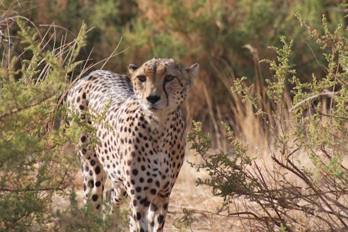 Free Cheetah Between Green Bushes Stock Photo