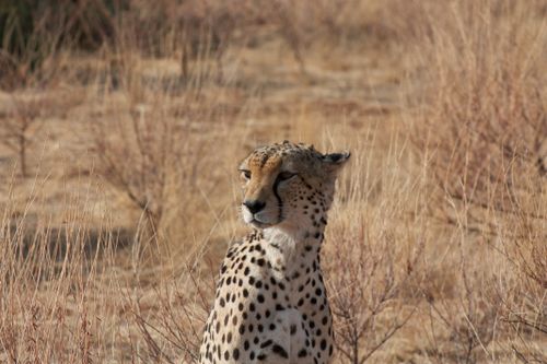 Free Cheetah sitting in dry grass, showcasing its spots and natural habitat. Stock Photo