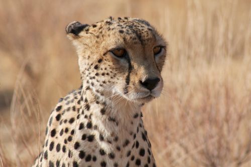 Free Close-up portrait of a cheetah in dry grasslands, showcasing its distinctive spots and keen gaze. Stock Photo