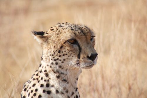 Free A striking portrait of a cheetah in a dry grassy savannah, showcasing its spotted fur and intense gaze. Stock Photo