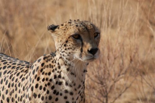 Free Close-up of a cheetah in the wild, showcasing its spotted fur in dry grass Stock Photo