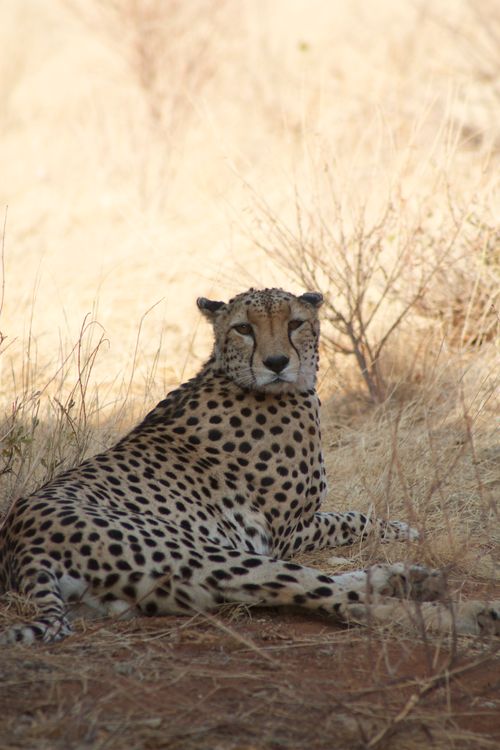 Free A calm cheetah lies in the sunlit dry grass, showcasing its spotted fur. Stock Photo