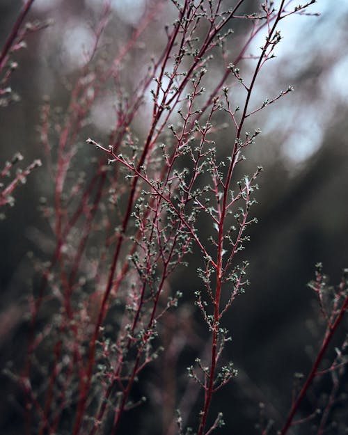 무료 겨울, 관목, 빨간 부시의 무료 스톡 사진