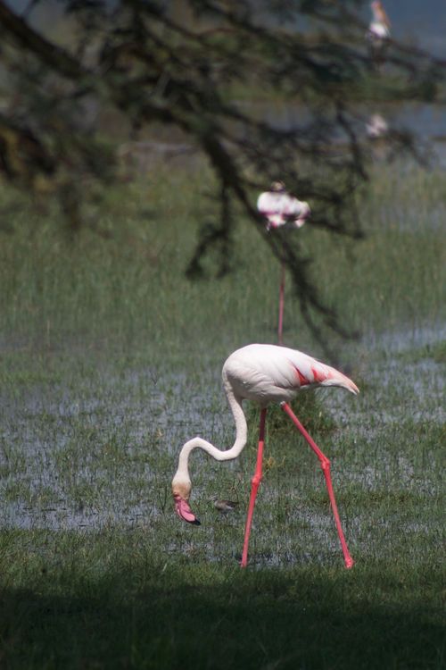 Free Graceful flamingo standing in a serene wetland, showcasing its vibrant pink plumage. Stock Photo