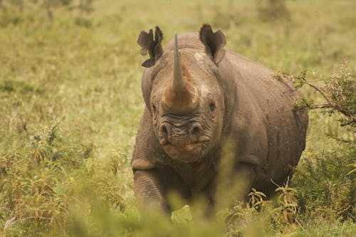 Rhinoceros on Green Grass Field
