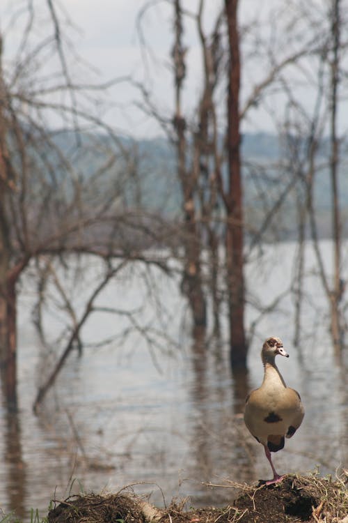 White Duck Standing on One Leg Beside Water