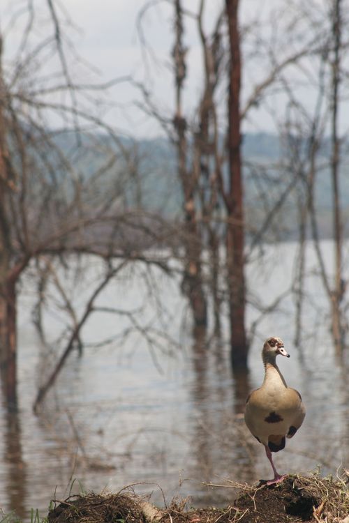 Free Egyptian Goose near a lake with bare trees at dawn, showcasing tranquil wildlife scenery. Stock Photo