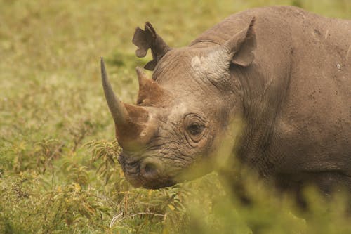 Rhinoceros in Green Grass Field