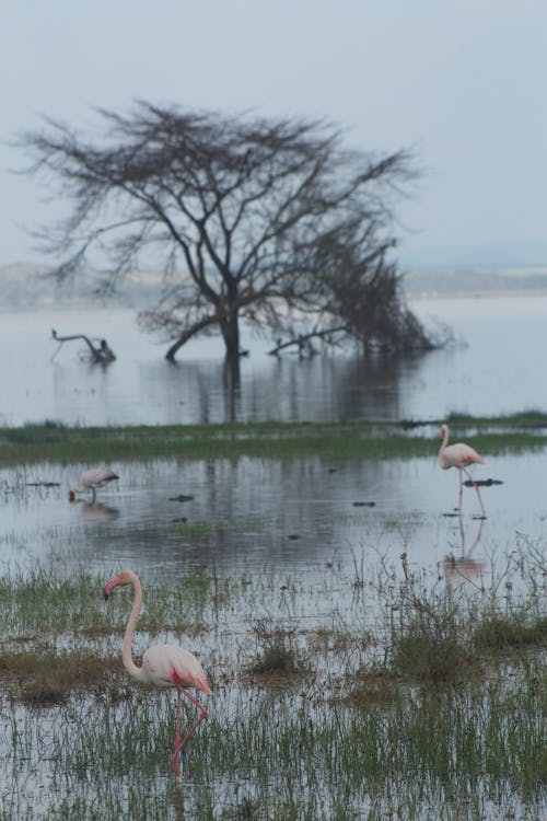 Flamingos on Lake with Bare Tree