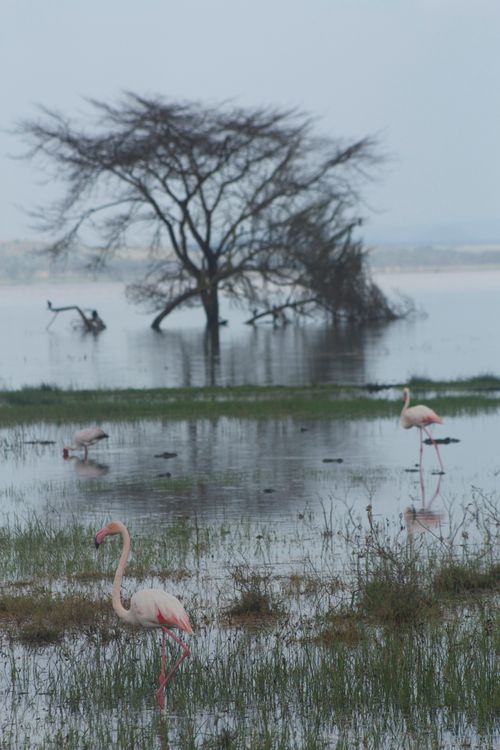 Free Flamingos wading in a tranquil wetland at dawn, amid bare trees and reflecting waters. Stock Photo
