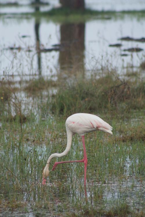 Free A graceful greater flamingo stands in a marsh, feeding in shallow water. Stock Photo