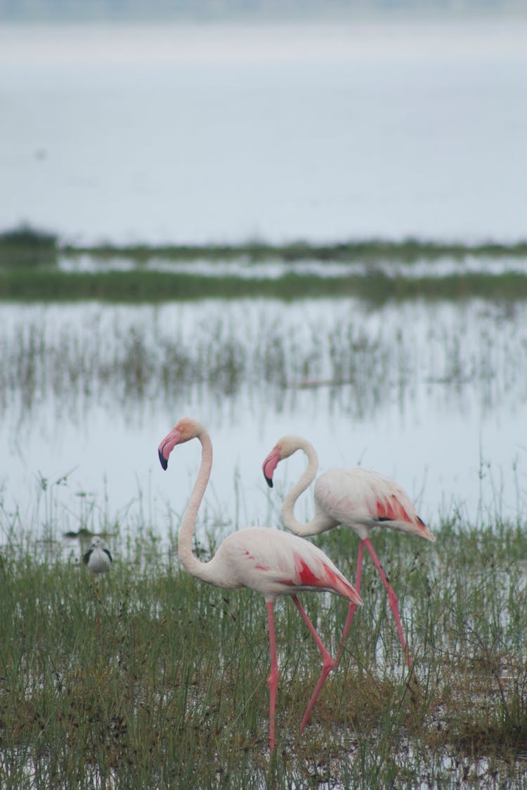 Greater Flamingos Walking On A Swamp