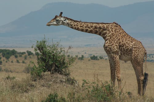 Kostnadsfri bild av djur, giraff, gräs