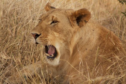 Free A close-up photograph of a yawning lioness resting in tall grass, showcasing wildlife in its natural habitat. Stock Photo